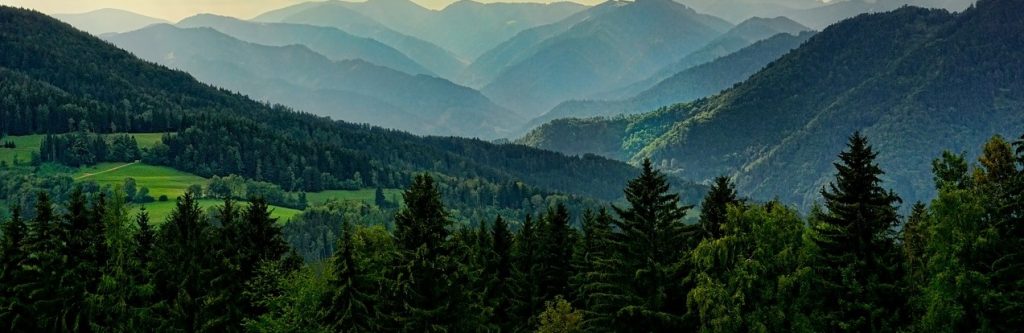 buy carbon offset online